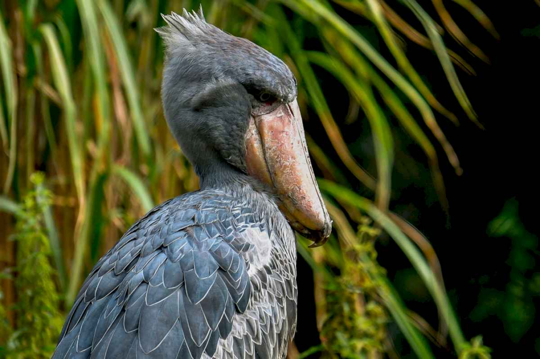 boca-de-ametralladora:-el-pajaro-africano-con-aspecto-prehistorico-que-come-cocodrilos